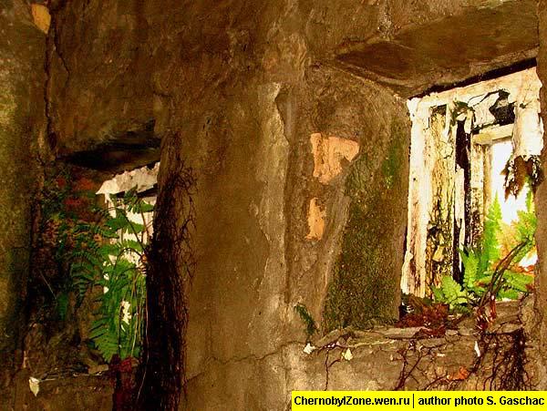 Разрушение растениями несущих конструкций в подвале здания мертвого города-призрака Припять