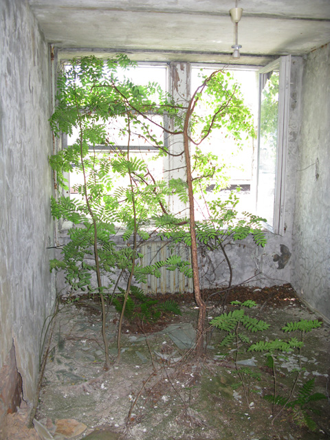 Деревце растет на полу комнаты в здании Припяти